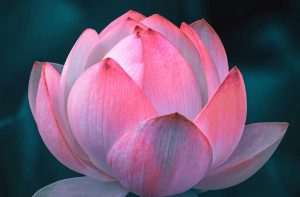 DBT Therapy (Lotus Flower)